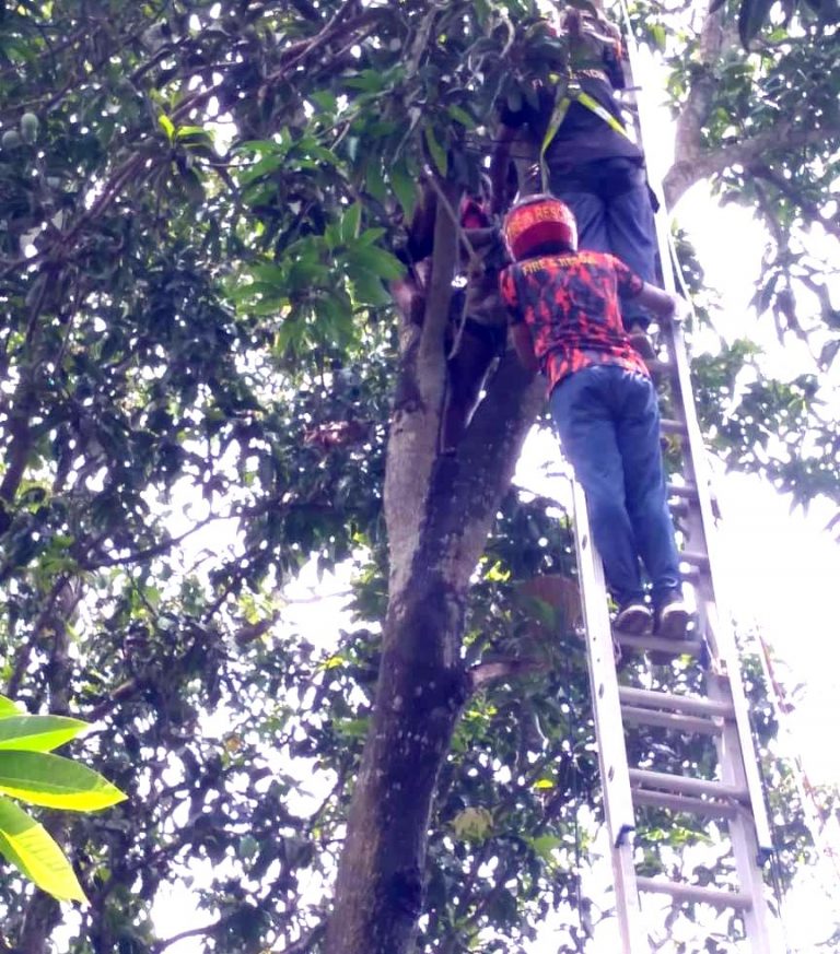গাছের মাথায় উঠে অসুস্থ যুবককে উদ্ধার করল ফায়ার সার্ভিসের একটি চৌকস দল