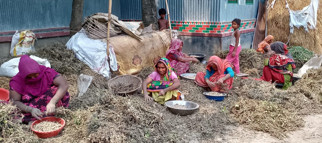 গাছ থেকে বাদাম ছাড়াতে ব্যস্ত কৃষাণীরা
