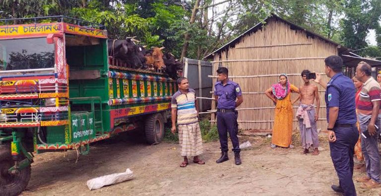 সাঁথিয়ায় হত্যাকান্ডের ঘটনায় লুটপাটের আশংকায় স্বজনদের বাড়িতে গরু নিয়ে যাচ্ছেন আসামী পক্ষ
